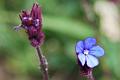 echium - erba viperina